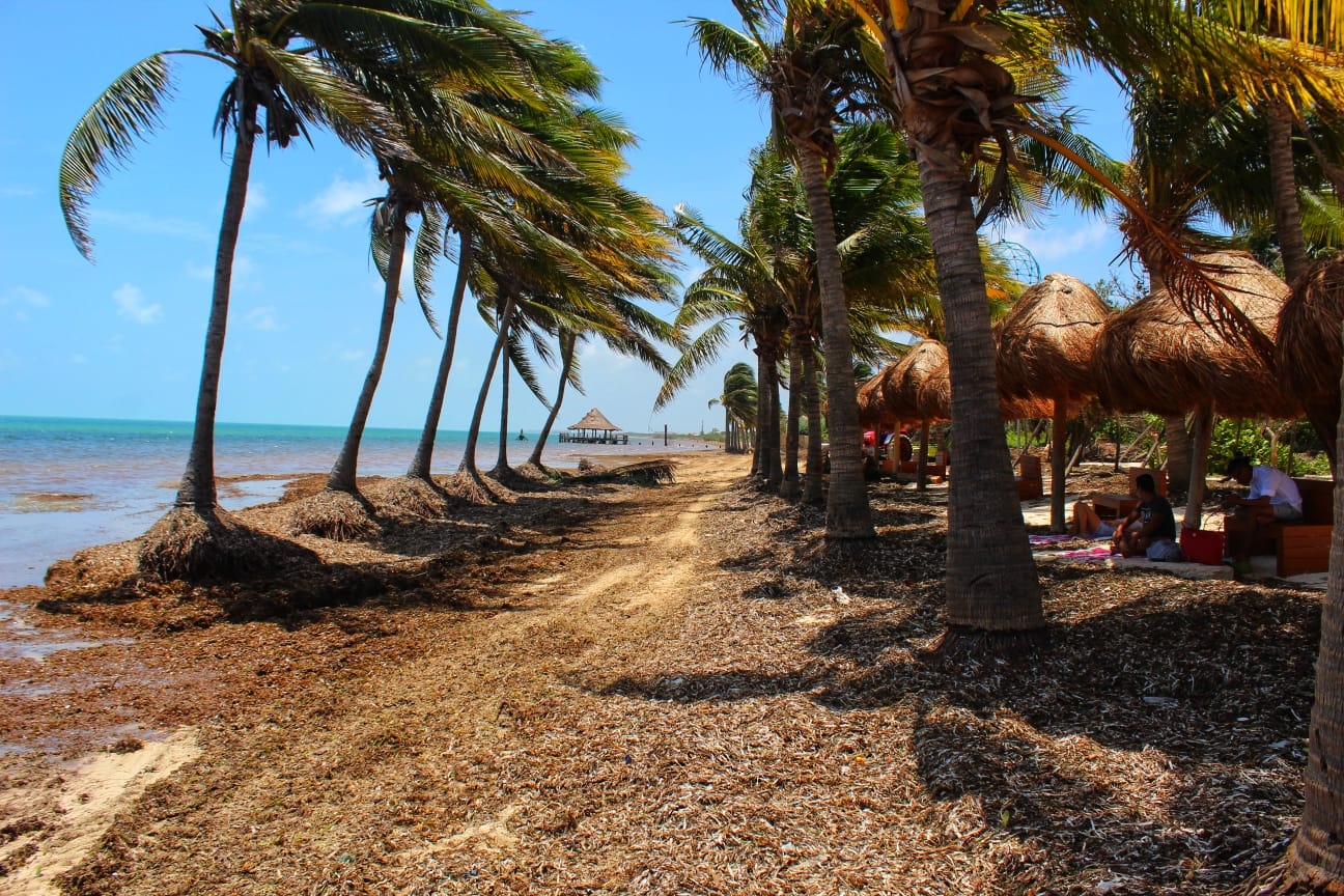 Estos son los municipios con más sargazo en Quintana Roo: MAPA