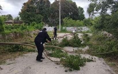 Entre las afectacciones después de Grace se presentaron múltiples caídas de árboles en diferentes mnicipios de Yucatán Entre las afectacciones después de Grace se presentaron múltiples caídas de árboles en diferentes mnicipios de Yucatán
