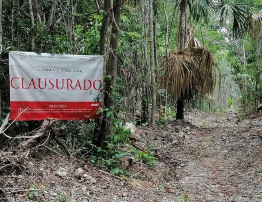 El mangle es una especie protegida, por lo que su devastación constituye un delito