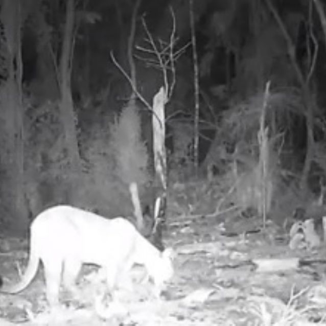 El lugar donde fueron obtenidas las fotografías no fue revelado para protección del animal
