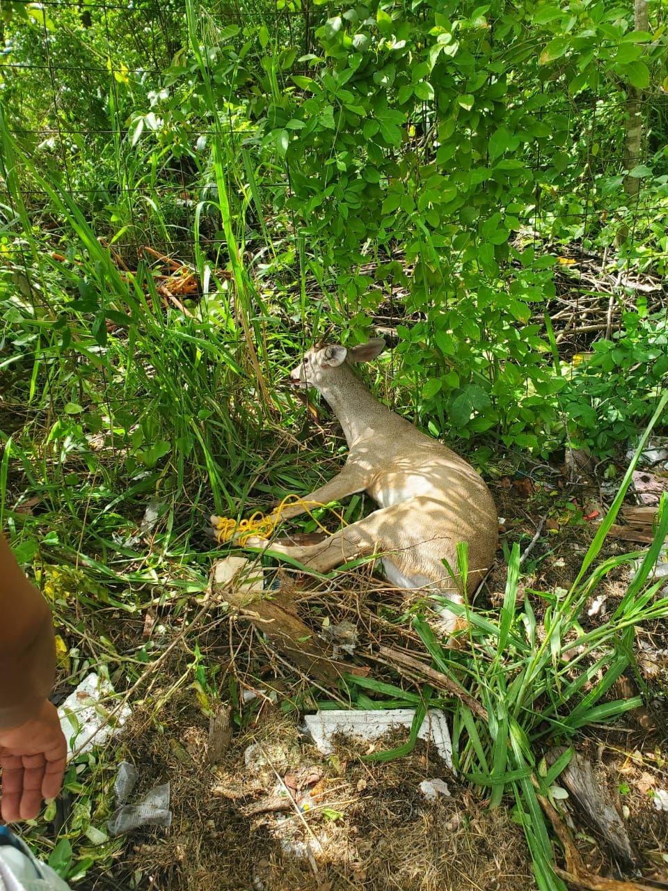 El venado quedó atorado del cuello entre el alambrado de los terrenos de la Uqroo en Cozumel