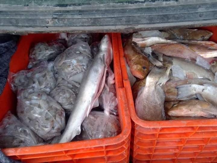 Alguno de los síntomas por consumir el pescado contaminando son diarrea, vómito, dolor estomacal, extremidades pesadas, cansancio muscular y calambres Alguno de los síntomas por consumir el pescado contaminando son diarrea, vómito, dolor estomacal, extremidades pesadas, cansancio muscular y calambres