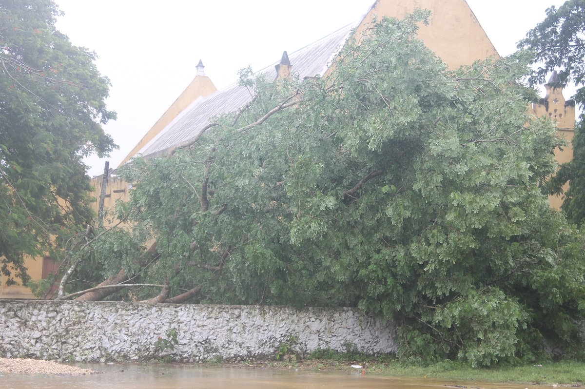 Los vientos del meteoro derribaron arboles y postes en el poblado Los vientos del meteoro derribaron arboles y postes en el poblado