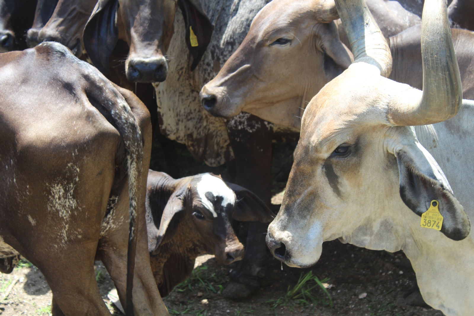 Se realizaron tres mil 867 inspecciones en rastros municipales y casas de matanza rural
