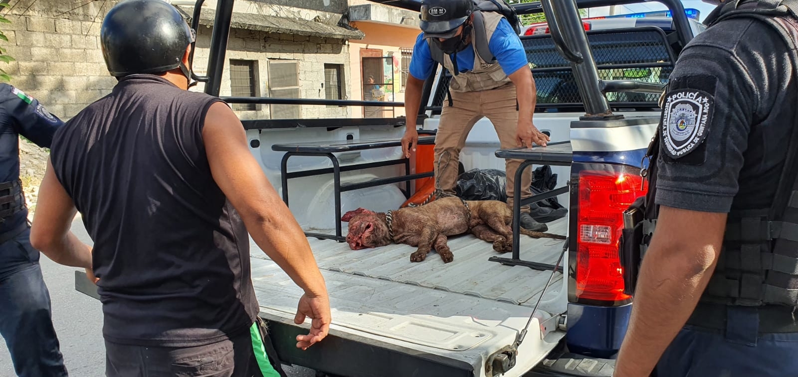Las heridas de los canes grandes mataron al pequeño animal