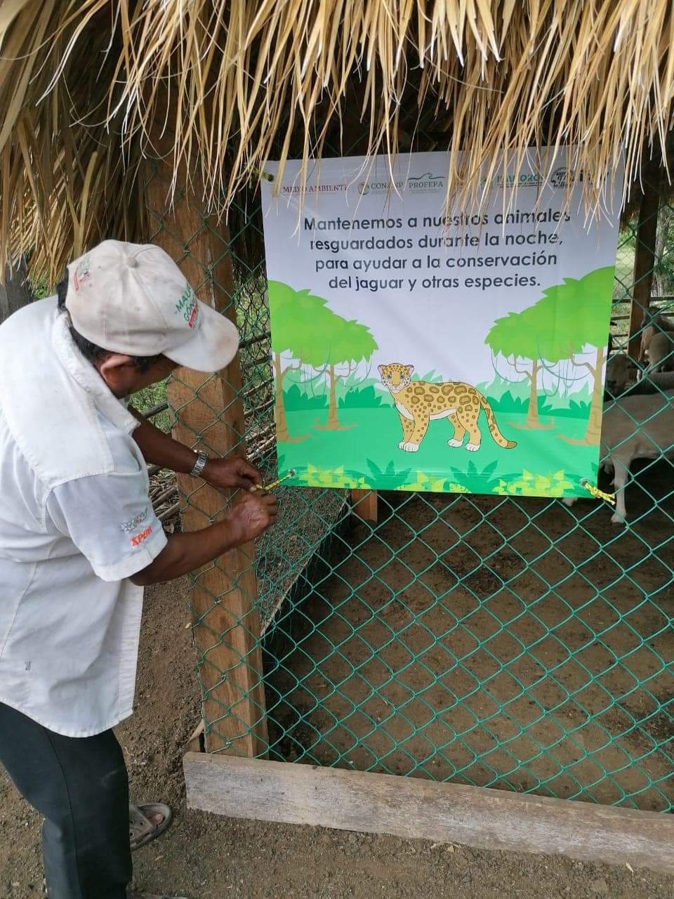 Autoridades monitorean a jaguar que atacó a dos borregos en José María Morelos