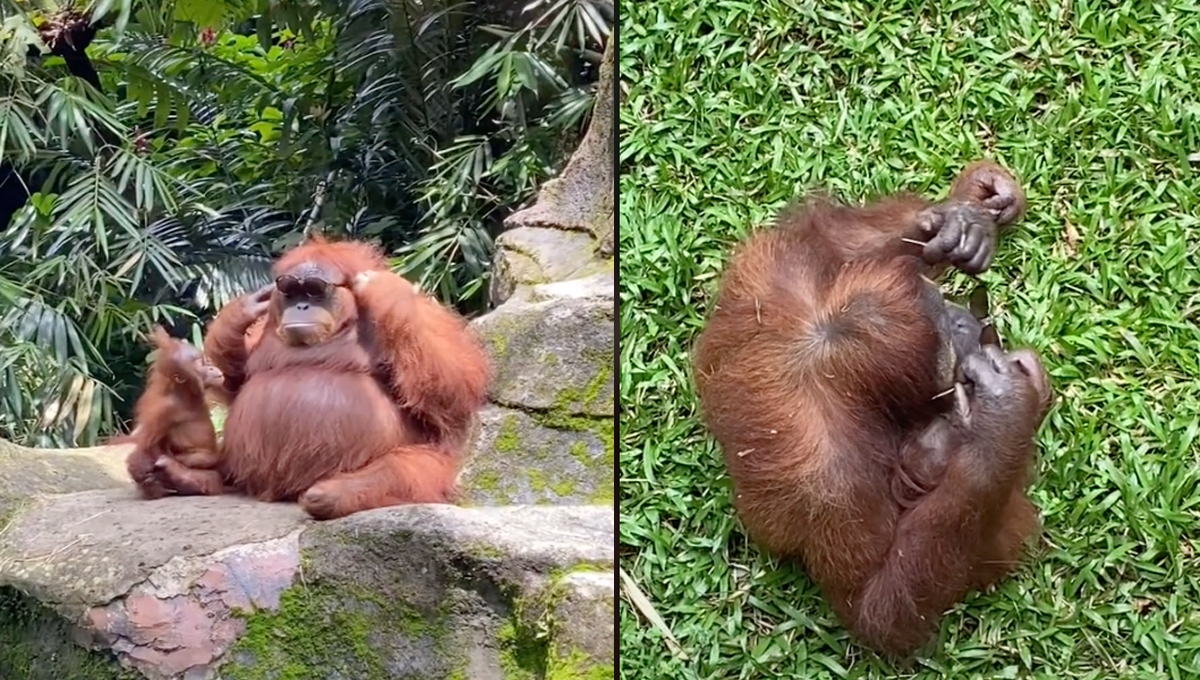 La inteligencia del animal sorprendió pues de inmediato acomodó las gafas y las posó sobre su rostro.