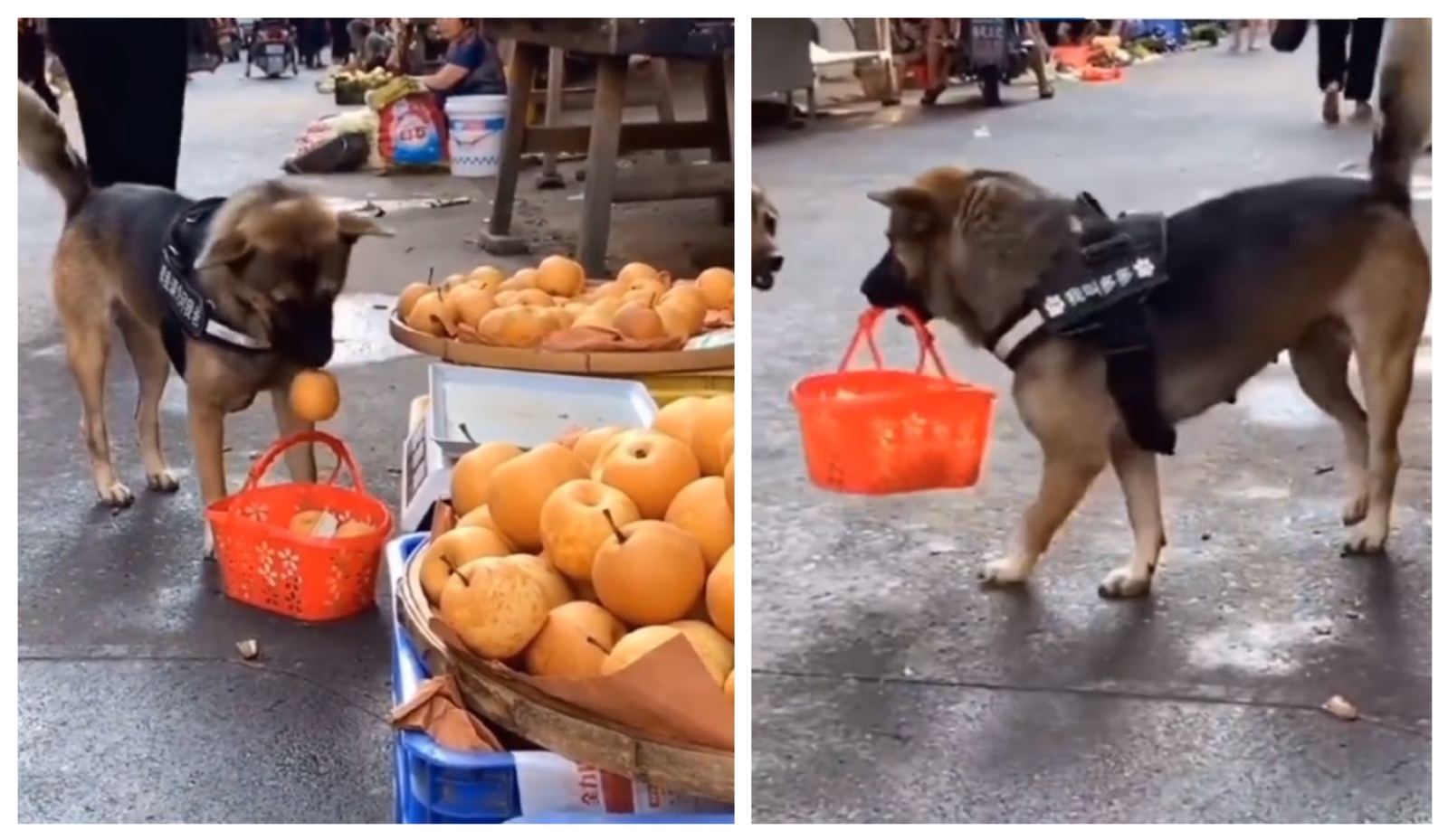 Con todo y canasta, perrito va al mercado a comprar manzanas: VIDEO