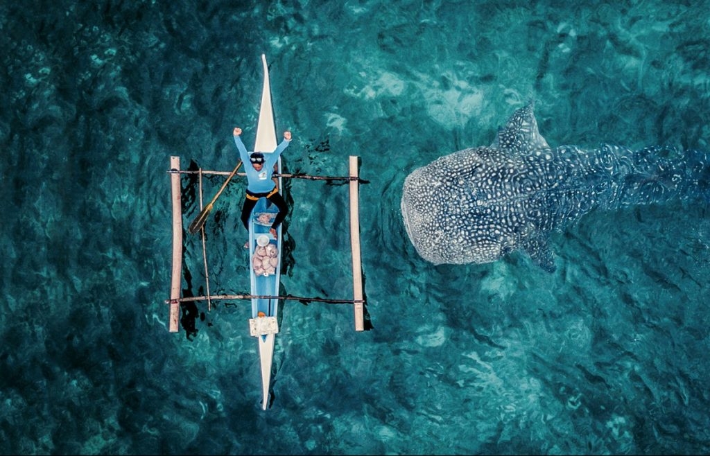 Conservación del tiburón ballena en Isla Mujeres, sin prioridad para las autoridades