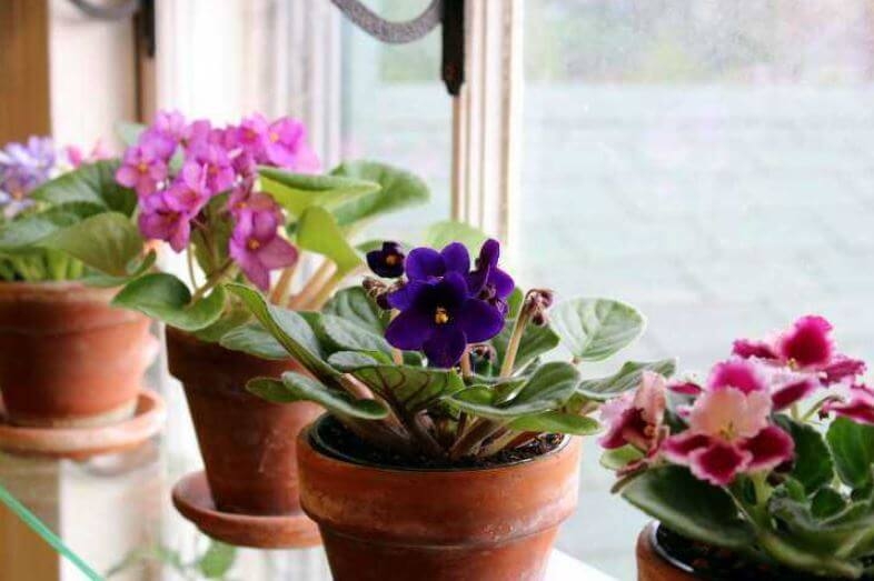 Las plantas son la mejor opción para ambientar el hogar