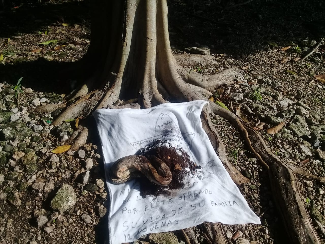 El cuerpo del reptil se encontraba dentro del tronco de un árbol, por lo que alertó a las familias que se encontraban por el lugar El cuerpo del reptil se encontraba dentro del tronco de un árbol, por lo que alertó a las familias que se encontraban por el lugar