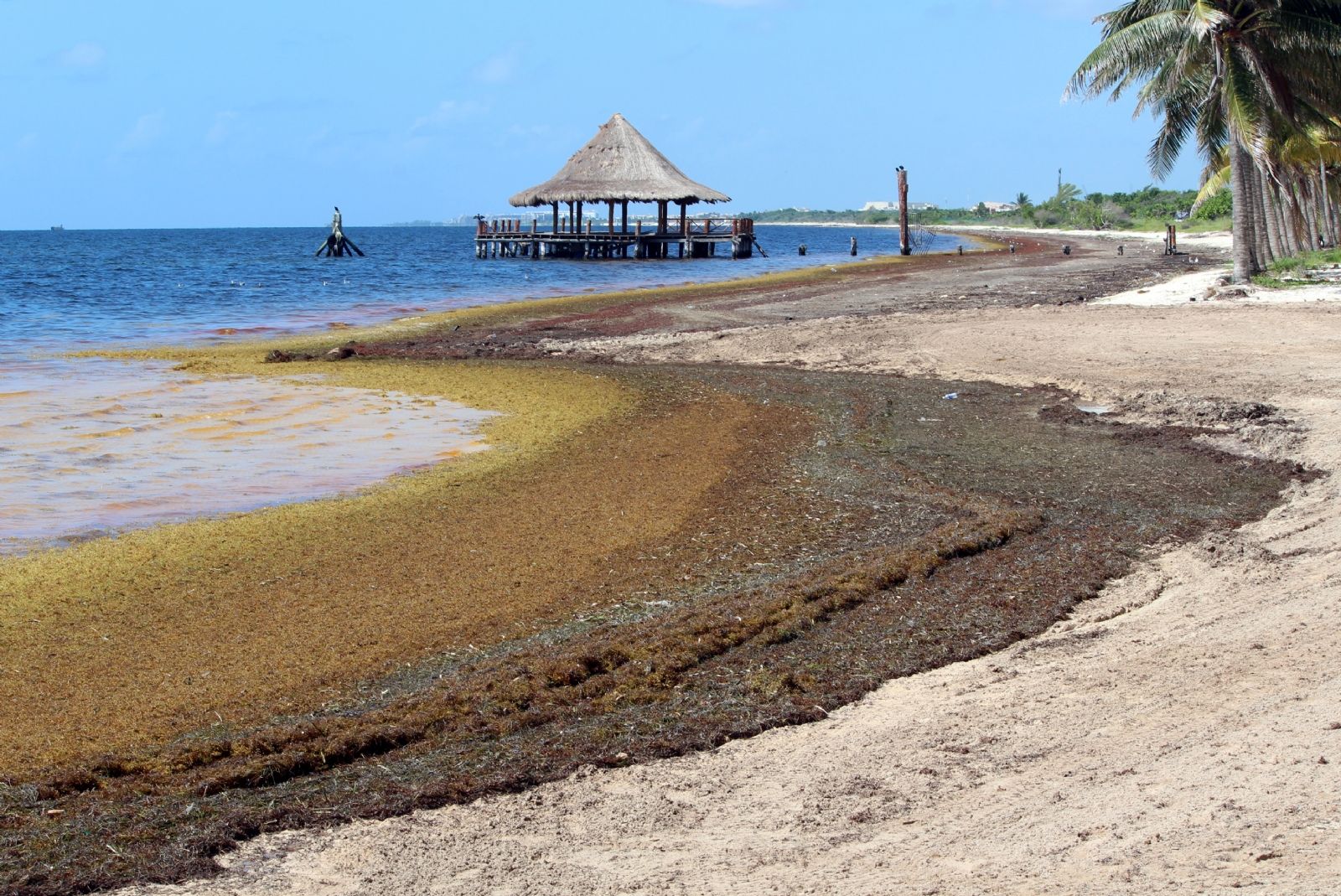 Cuadrillas recolectoras de sargazo, brillan por su ausencia en Playa Coral