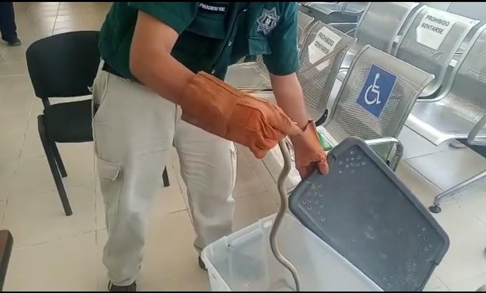 Hasta el momento se desconoce como el réptil llegó al nosocomio Hasta el momento se desconoce como el réptil llegó al nosocomio