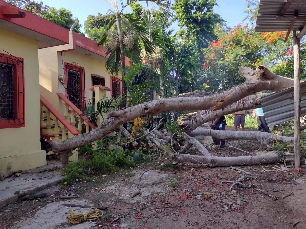 el árbol se cayó en una casa de la colonia Francisco May en Felipe Carrillo Puerto