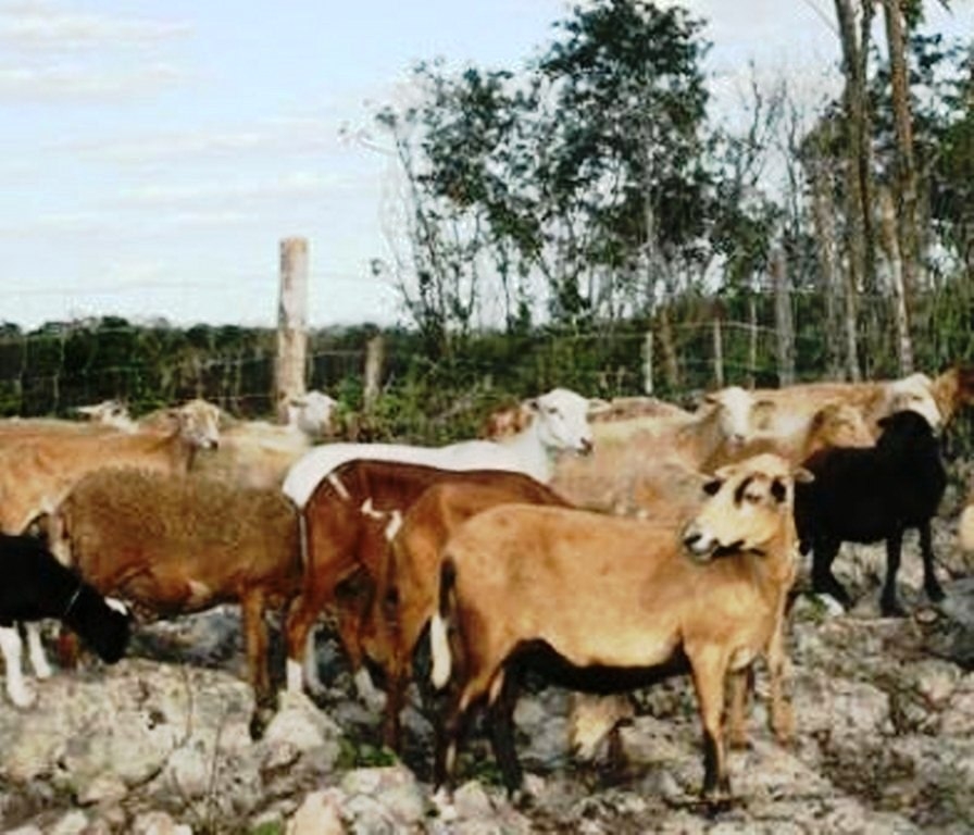 Devoran a más de una docena de borregos en la comunidad del Naranjal