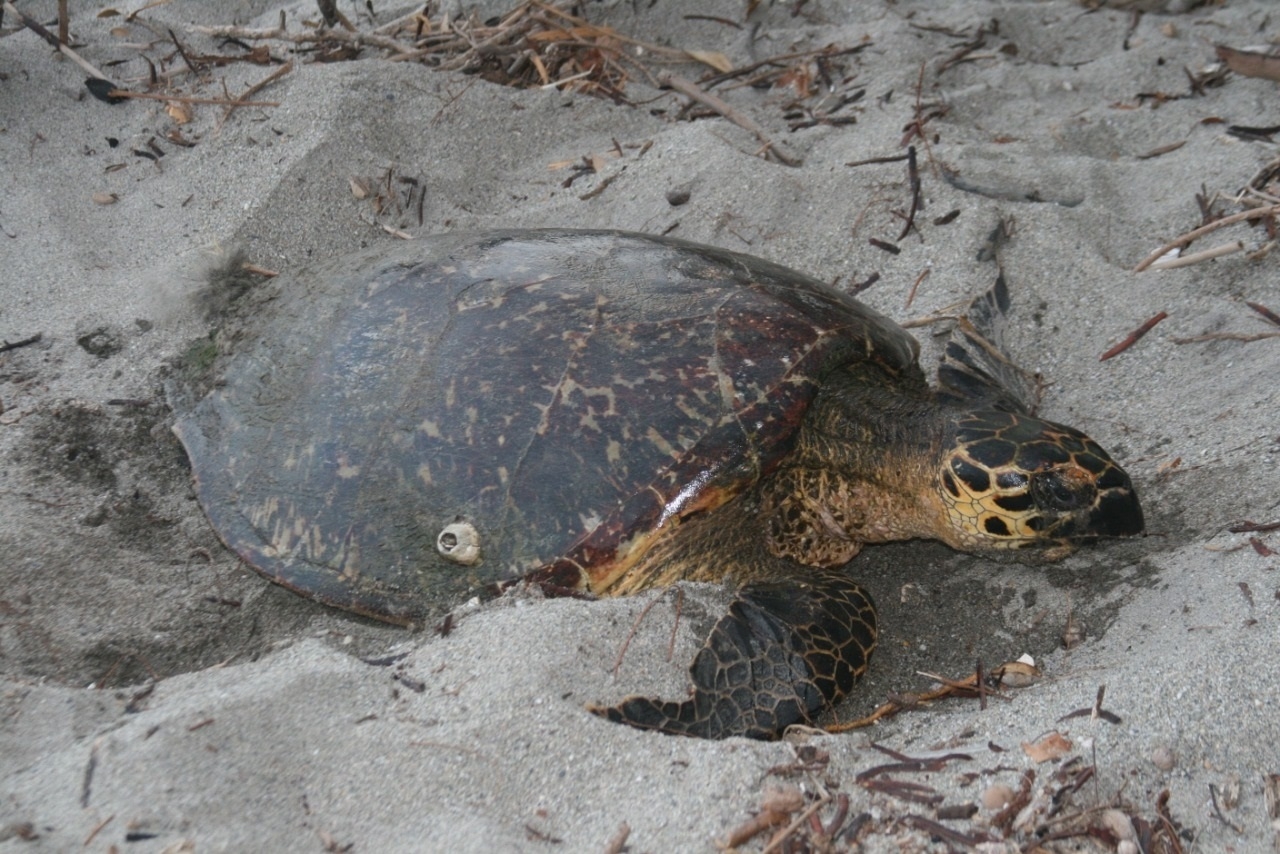 Se han realizado acciones para que la anidación de tortugas no se vea interrumpida; la más reciente fue la limpieza de las playas Se han realizado acciones para que la anidación de tortugas no se vea interrumpida; la más reciente fue la limpieza de las playas