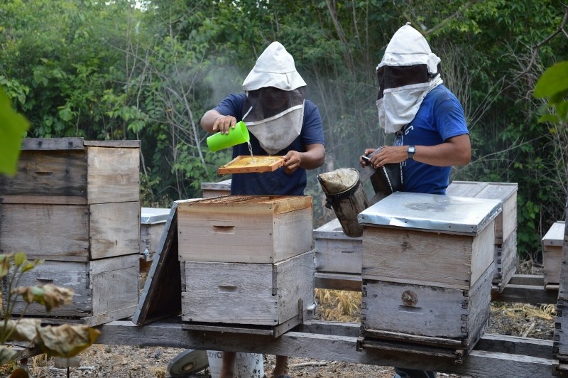 La apicultura de Quintana Roo, en los últimos 5 años, tuvo números positivos La apicultura de Quintana Roo, en los últimos 5 años, tuvo números positivos