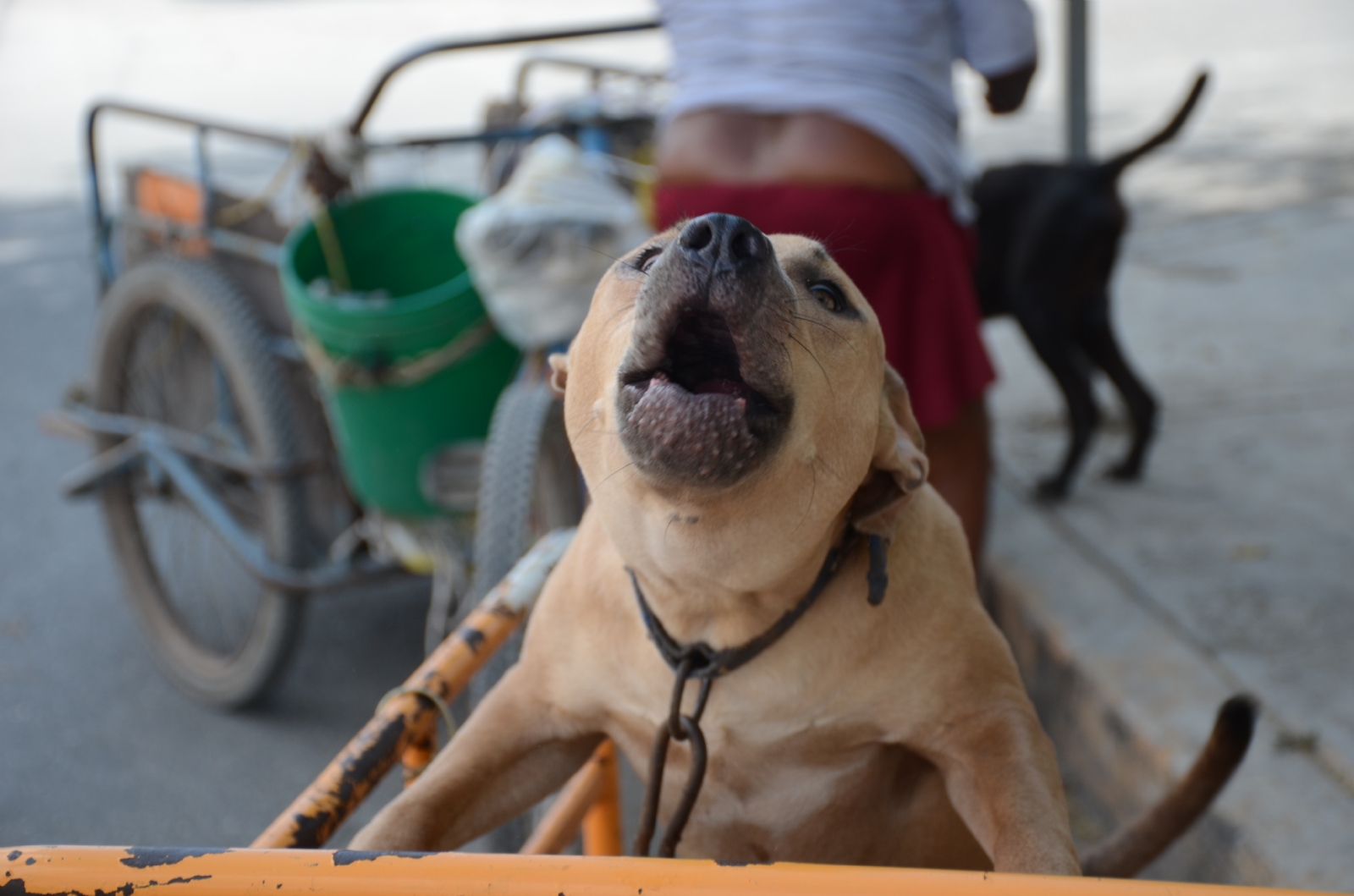 Piden a los habitantes de Cancún que adopten a los caninos, pues muchos de ellos necesitan un hogar