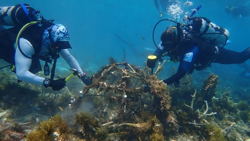 En coordinación con el Gobierno del Estado y el CRIAP en Puerto Morelos, Quintana Roo promueve la recuperación de funciones ecosistémicas En coordinación con el Gobierno del Estado y el CRIAP en Puerto Morelos, Quintana Roo promueve la recuperación de funciones ecosistémicas