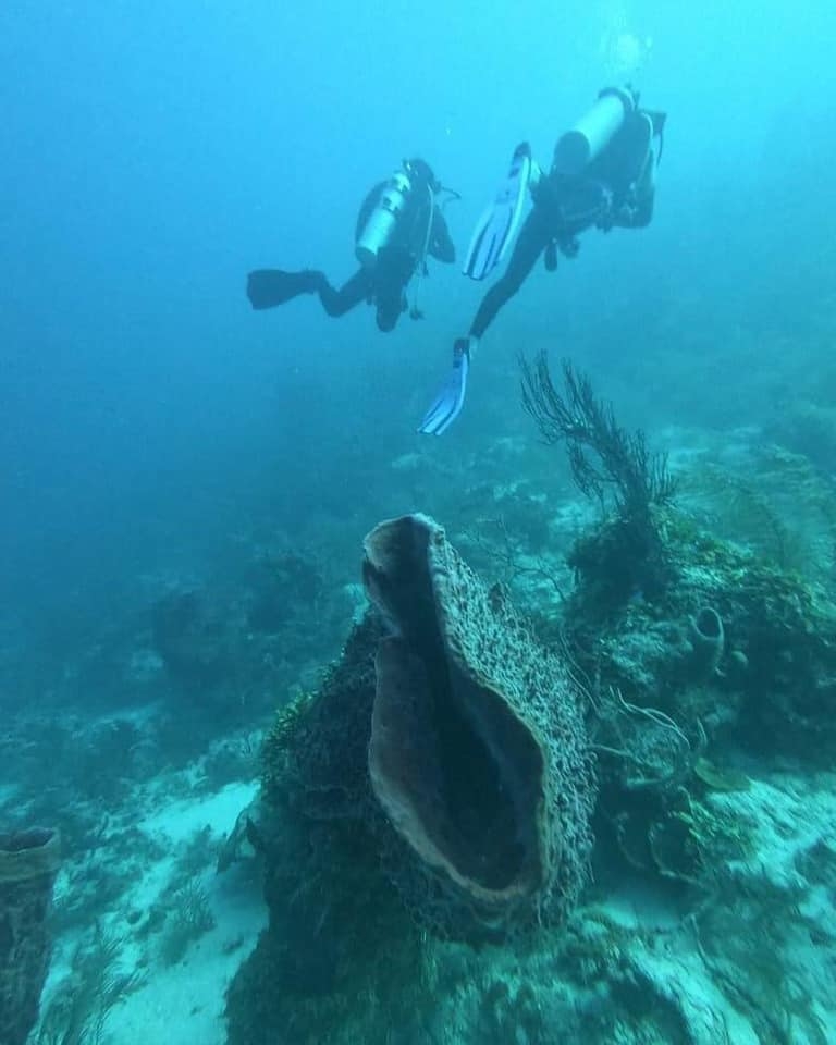 Van por rescate de arrecifes en Banco Chinchorro, Quintana Roo Van por rescate de arrecifes en Banco Chinchorro, Quintana Roo