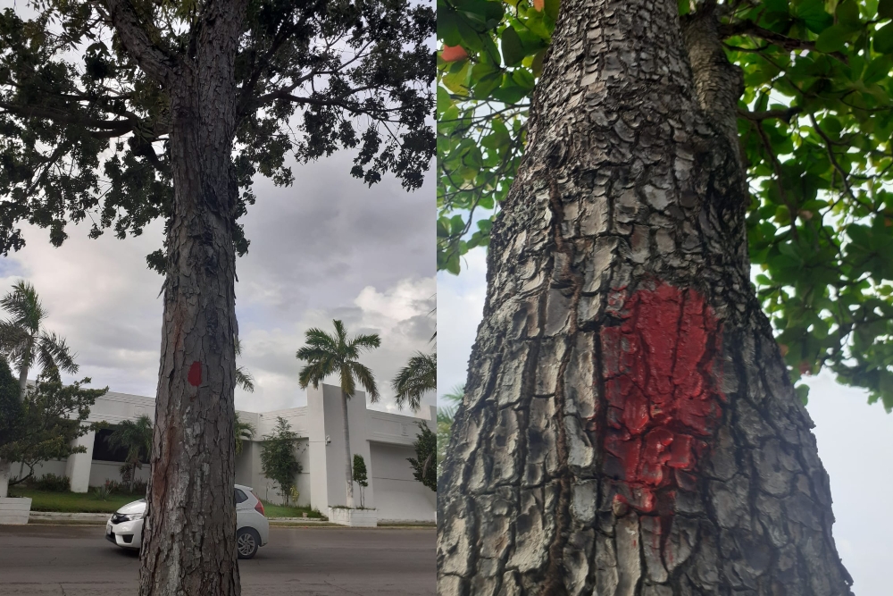 Los árboles que serán derribados en la remodelación de la Bahía de Chetumal fueron marcados de rojo Los árboles que serán derribados en la remodelación de la Bahía de Chetumal fueron marcados de rojo