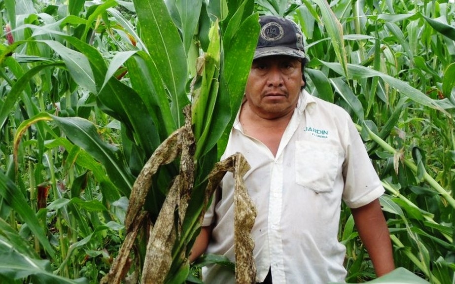 Sequía afecta más de 12 mil hectáreas de milpa a campesinos de José María Morelos