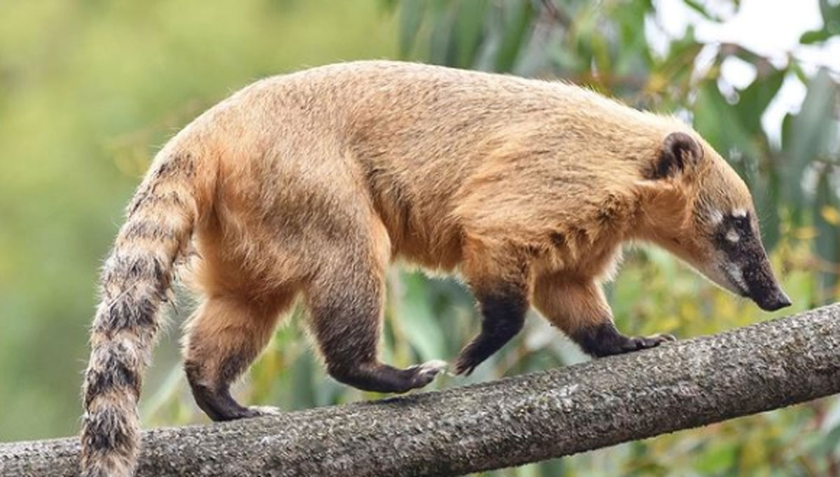 El coatí vive en bosques tropicales y selvas, aunque también en sabanas y desiertos del país El coatí vive en bosques tropicales y selvas, aunque también en sabanas y desiertos del país