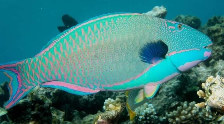 Los peces loro limpian los arrecifes y pueden producir anualmente 100 kilos de arena