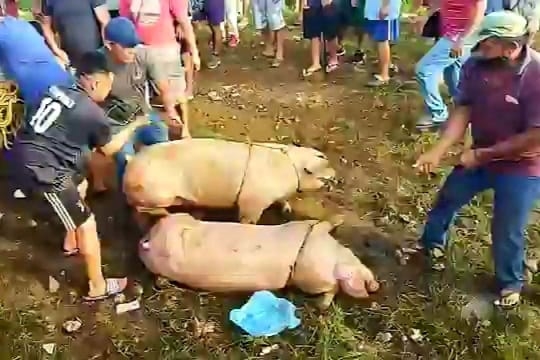 Cargaron con los animales vivos y muertos Cargaron con los animales vivos y muertos