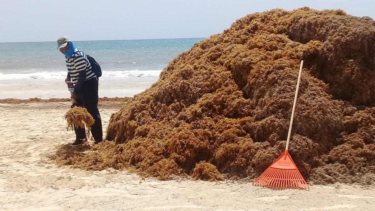 La abundancia de la talofita les hará perder el 15 por ciento que ganaron durante los días que los arenales se mantuvieron limpios La abundancia de la talofita les hará perder el 15 por ciento que ganaron durante los días que los arenales se mantuvieron limpios