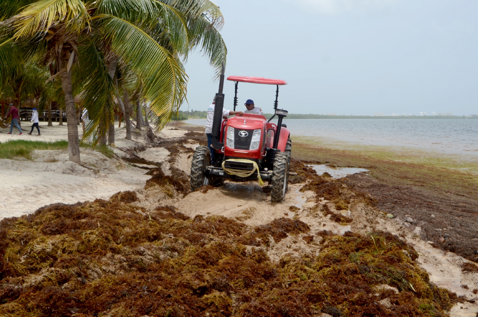 Playa Coral es el arenal con más recale de sargazo en Cancún, según lo dicho por la Dirección de Zofemat municipal