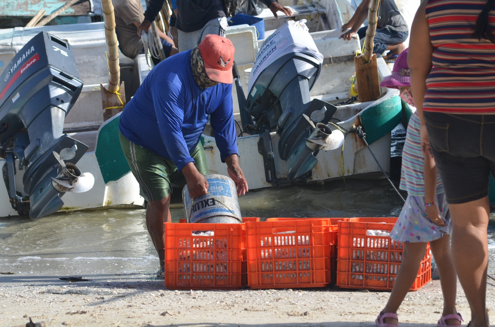 Hoy, el precio del octópodo rebasa los 120 pesos por kilo en Yucatán Hoy, el precio del octópodo rebasa los 120 pesos por kilo en Yucatán