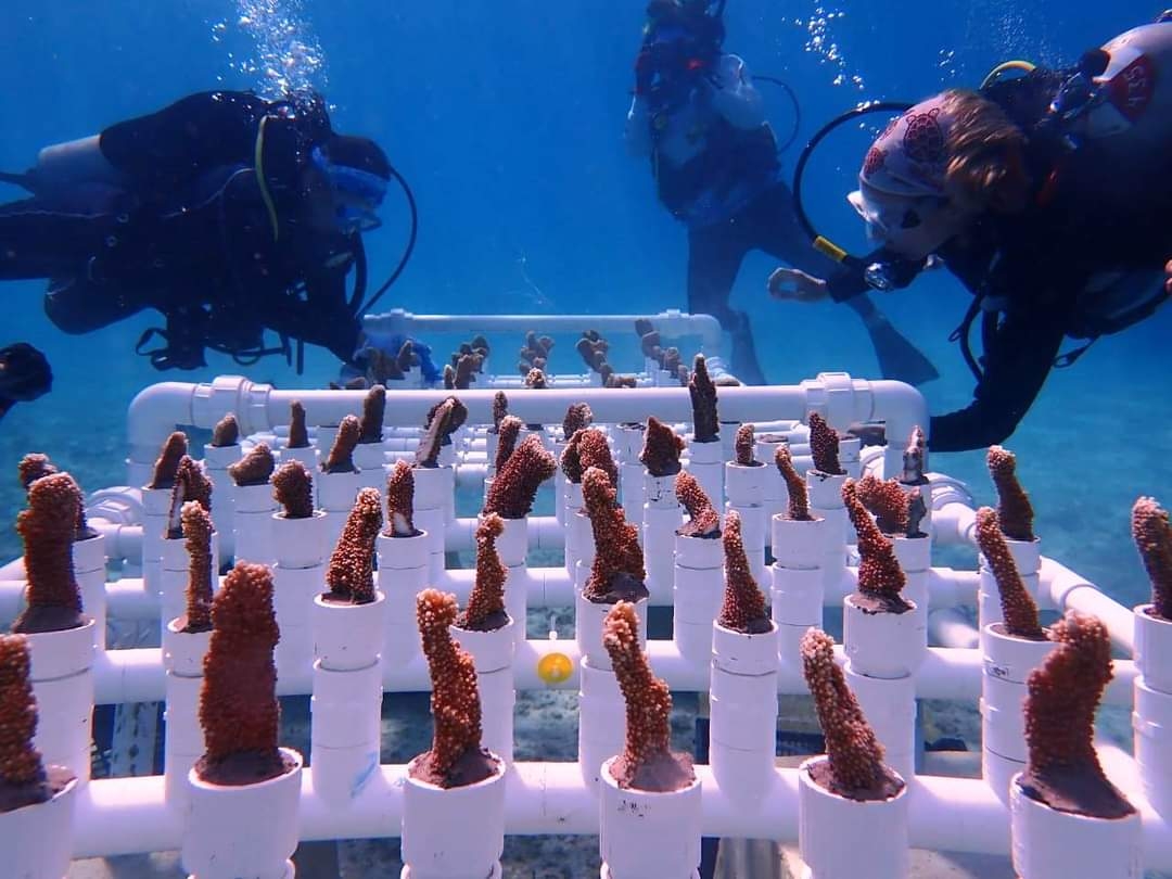 El principal daño es por la mala calidad del agua