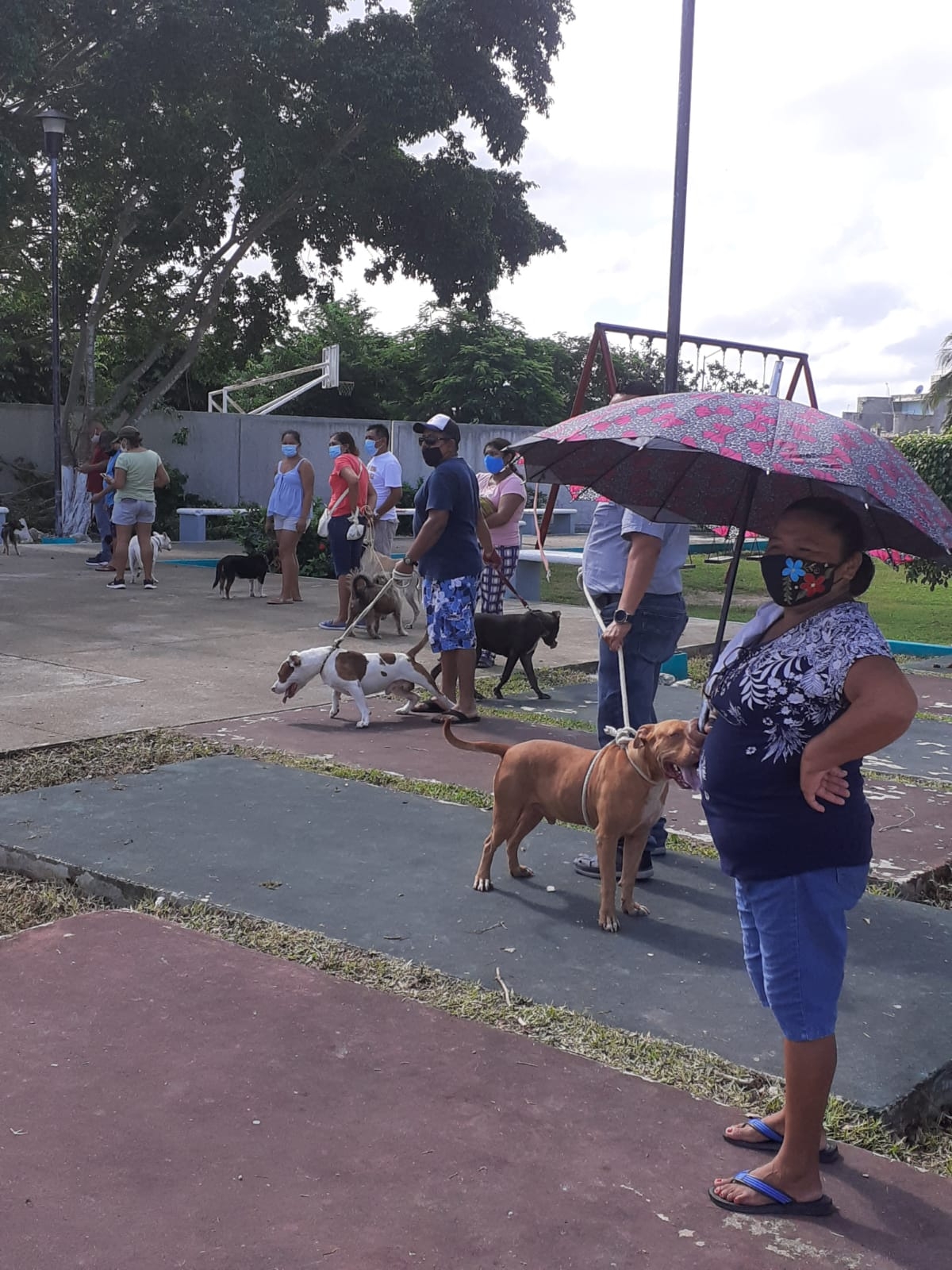 Campaña Antirrábica en la Colonia Miraflores de Cozumel