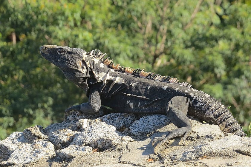 Estas especies son comunes de ver en las partes subhúmedas de la Península y son amenazadas