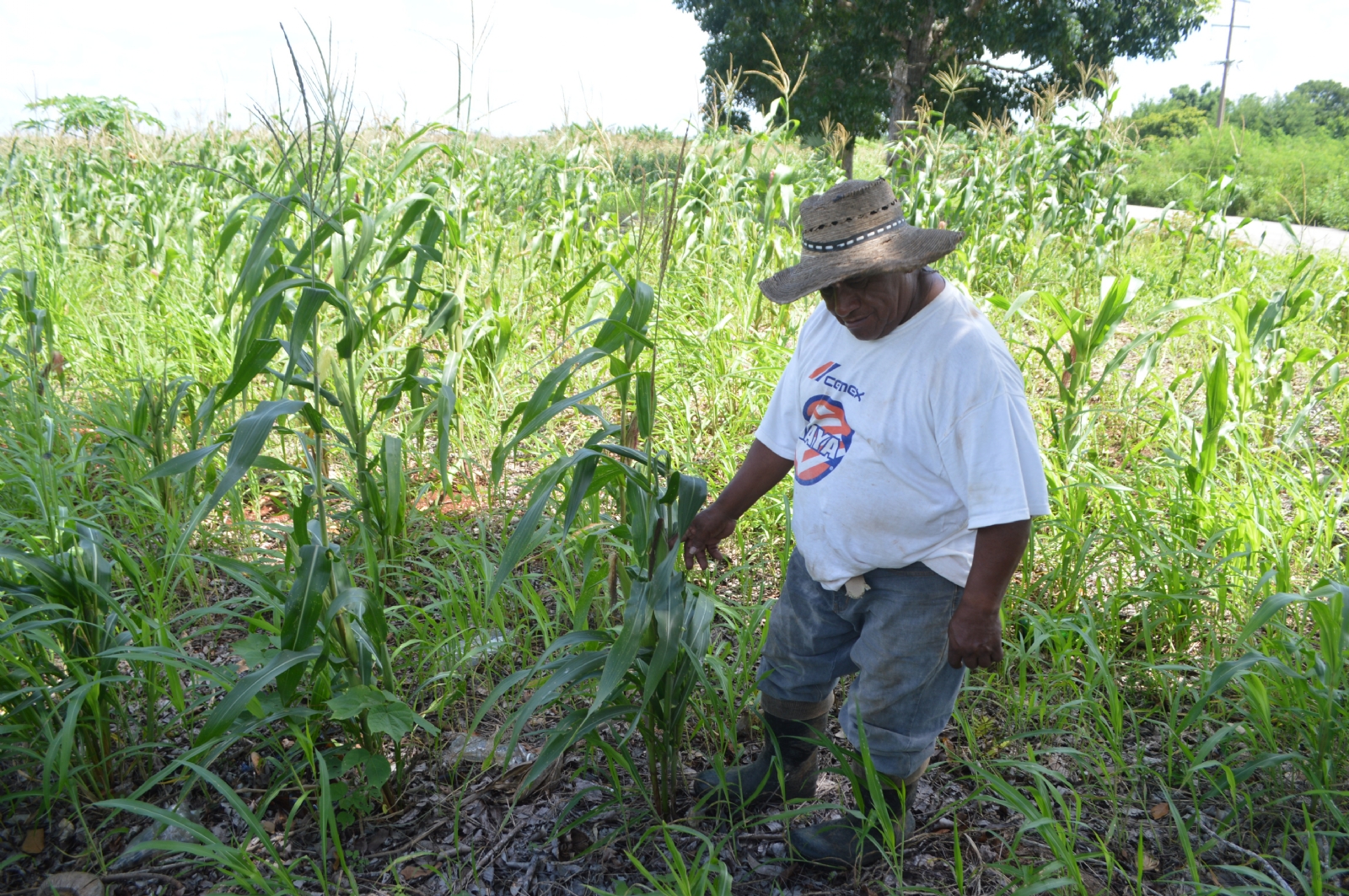 En el municipio de Felipe Carrillo Puerto hubo afectaciones en siete mil 700 hectáreas de cultivo de maíz para autoconsumo
