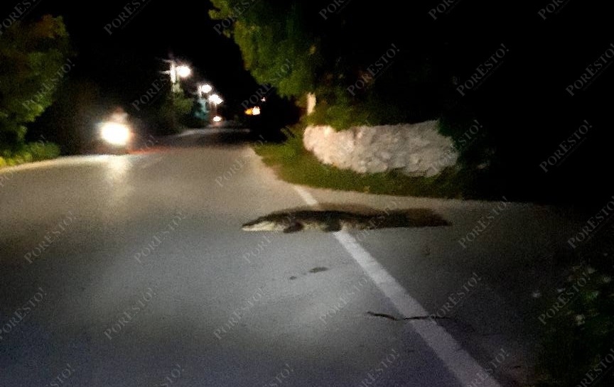El reptil fue visto sobre la carretera, por lo que vecinos pidieron ayuda a las autoridades para su captura, pero se escapó
