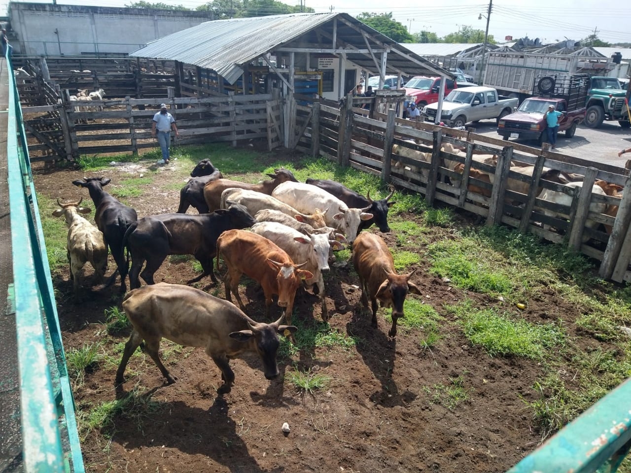 El ternero macho se comercializa hasta en 78 pesos en pie, según indicadores de la Subasta Ganadera de México