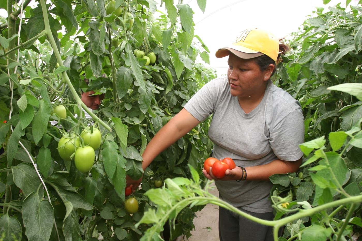 El sector económico donde más mujeres se encuentran empleadas es servicios sociales y comunales con 11,982 empleos El sector económico donde más mujeres se encuentran empleadas es servicios sociales y comunales con 11,982 empleos