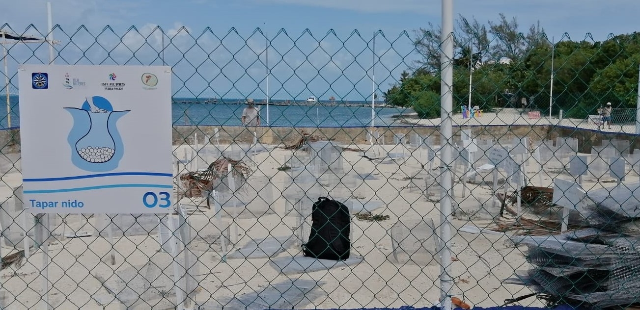 Sobre la liberación de crías, informó que ya se fueron al mar 37 mil 137 tortuguitas Sobre la liberación de crías, informó que ya se fueron al mar 37 mil 137 tortuguitas