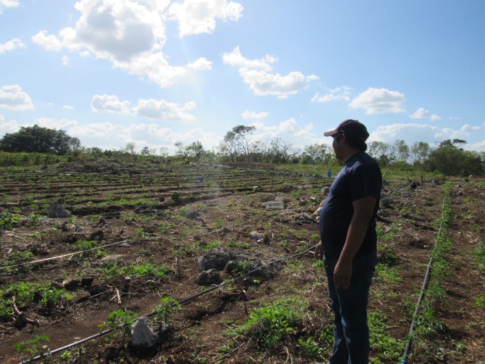 Los tres Estados de la Penínusla de Yucatán registraron en totañl un 60 por ciento de disminución en campesinos que reciben el apoyo económico del programa Producción para el Bienestar