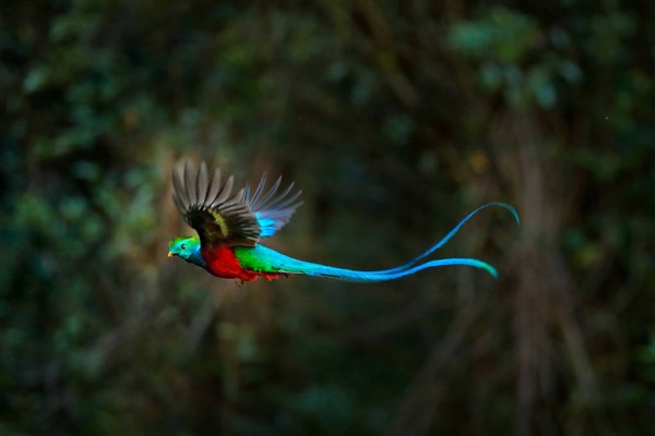Más de 436 especies pertenecientes a por lo menos 67 familias han sido registradas en la extensa tierra que habitaron los mayas Más de 436 especies pertenecientes a por lo menos 67 familias han sido registradas en la extensa tierra que habitaron los mayas