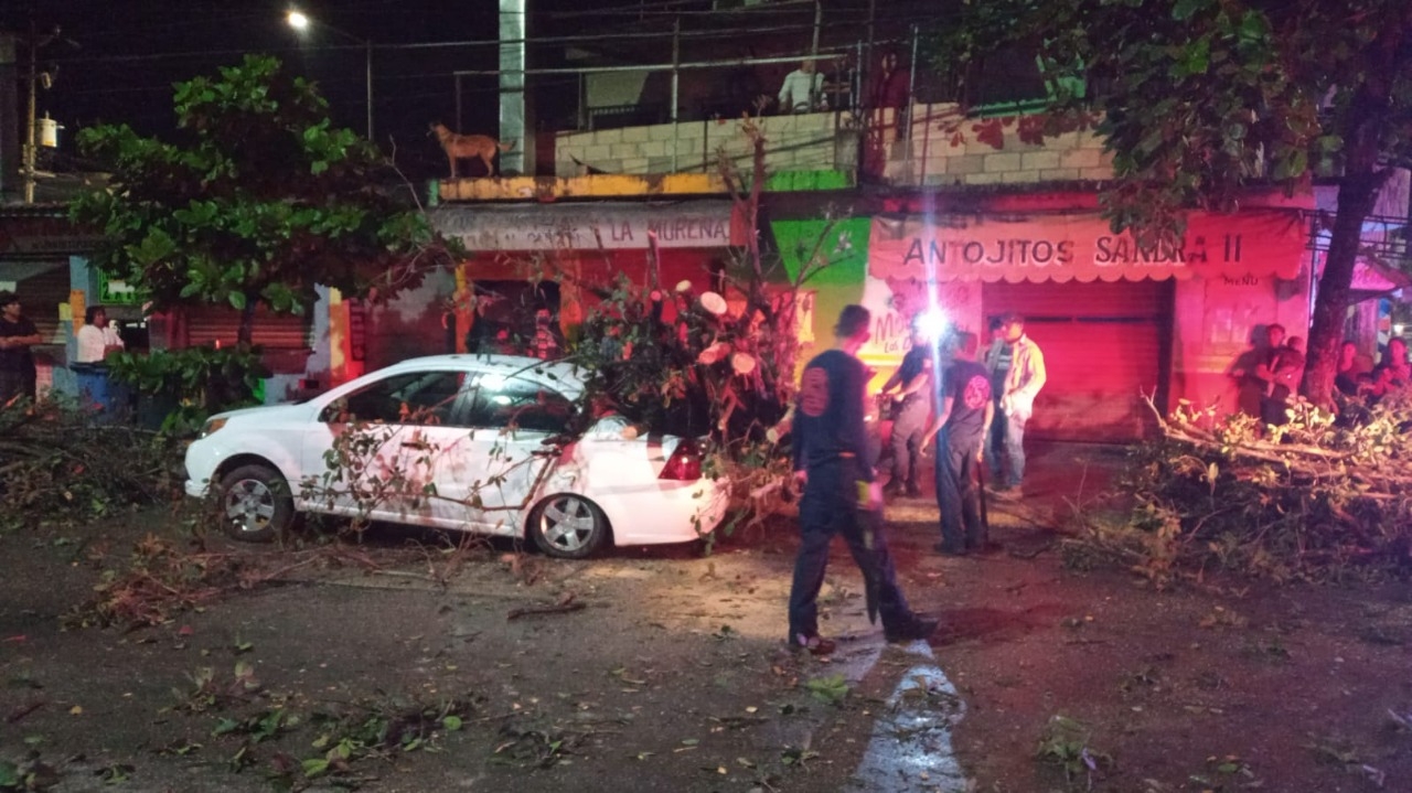 Los bomberos acudieron para retirar el árbol que entorpecía el flujo vial de la Avenida Juárez en Playa del Carmen Los bomberos acudieron para retirar el árbol que entorpecía el flujo vial de la Avenida Juárez en Playa del Carmen