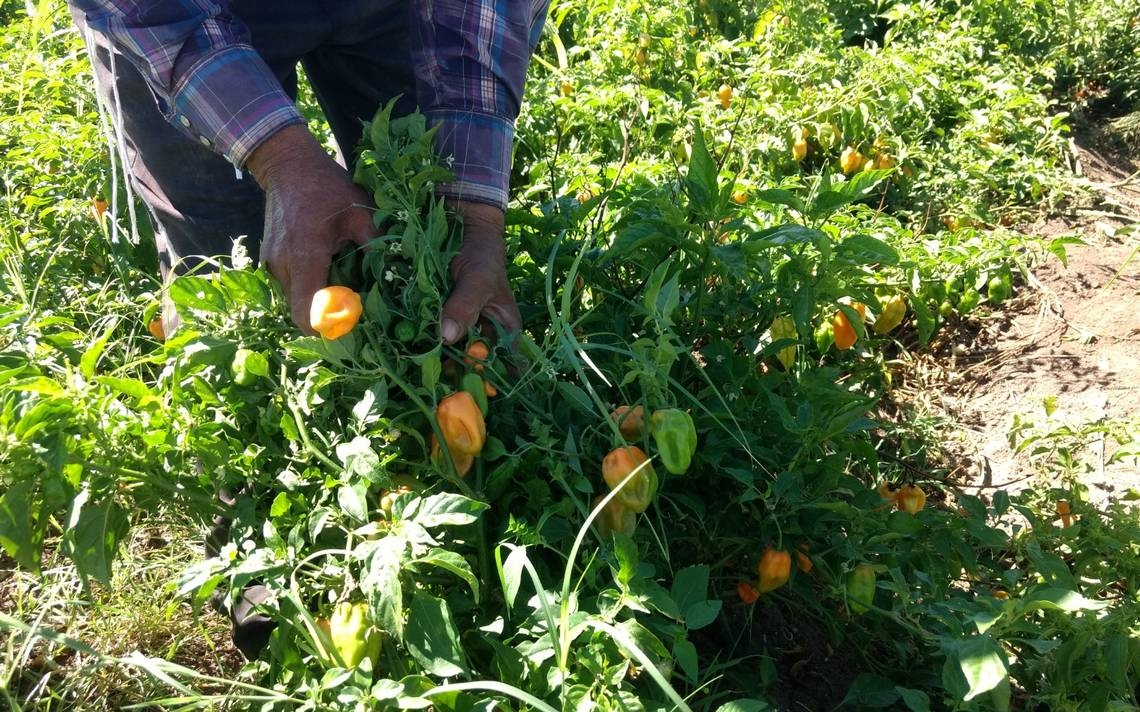 Los productores afirmaron que, para mantener los envíos, depende de cómo afecte la nueva cepa del coronavirus a los mercados internacionales