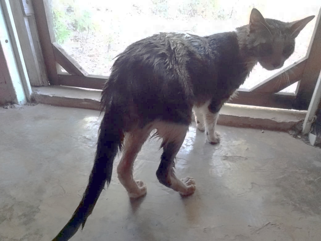 Ramoncito retornó a casa con varias heridas en el abdomen y sus patas traseras Ramoncito retornó a casa con varias heridas en el abdomen y sus patas traseras