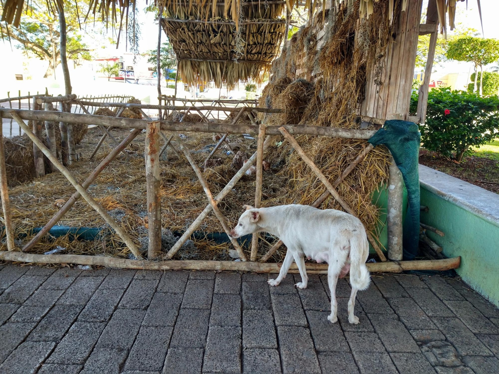 Cuando el personal del Ayuntamiento desmantelaba el nacimiento se dio cuenta de la “desaparición” de los perritos en el pesebre