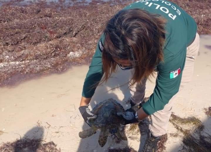 La especie ameritó ayuda especializada urgente tras el aviso que realizó el turista Miguel Cantú Nah