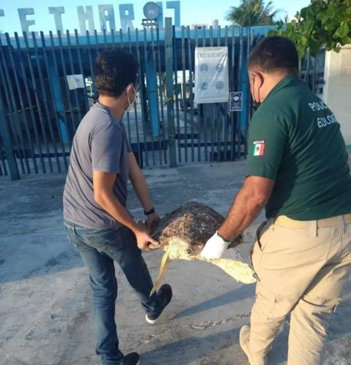 La evacuación se realizó por parte de la Policía Ecológica de Progreso La evacuación se realizó por parte de la Policía Ecológica de Progreso