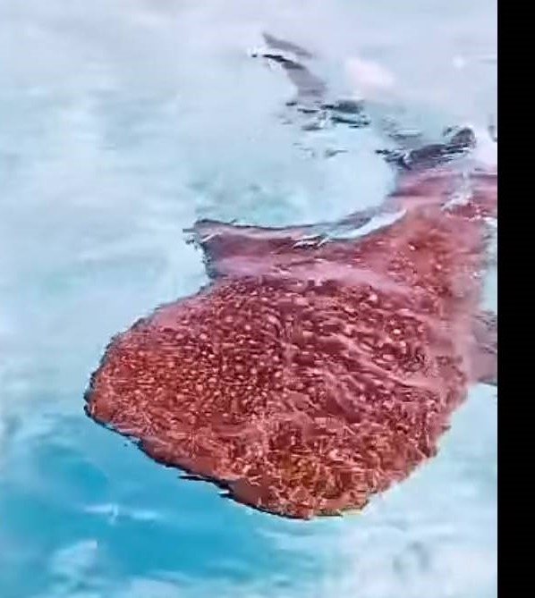 El ejemplar estuvo a unos 200 metros del extremo sur de la isla
