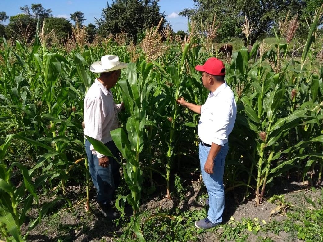 Sobre los alimentos que se producen en el territorio, destaca el maíz, frijol, arroz, chile verde, chihua, limón, caña de azúcar, mango y naranja, entre otras variedades de frutas
